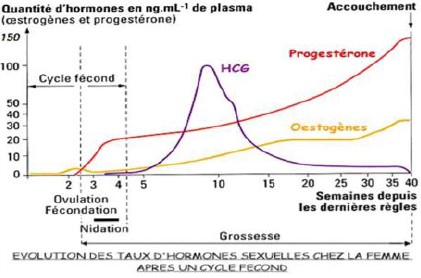 Acupuncture et règles douloureuses à Paris - Dr Nguyen