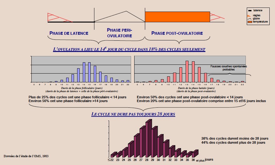 Les Trois temps du cycle féminin 