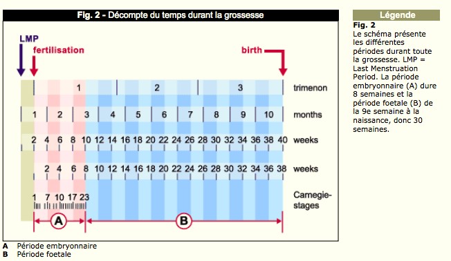 La durée de la grossesse - Dr Nguyen à Paris