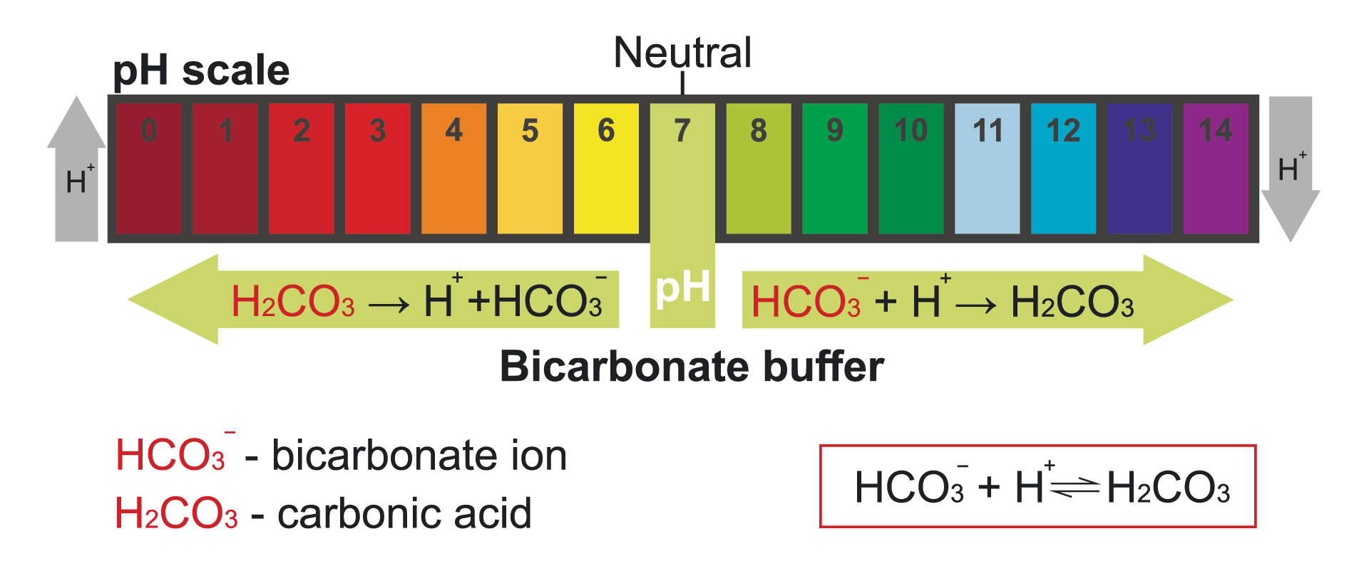 pH urinaire : normal, acide, alcalin comment le mesurer ?