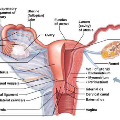 Règles douloureuses : comment soulager la douleur ?