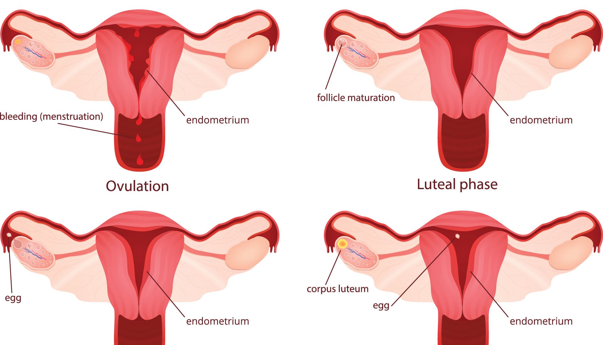 Cycle menstruel et acupuncture à Paris - Dr Nguyen