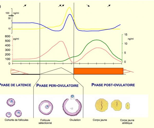 cycle-menstruel-acupuncture-paris-dr-vinh-nguyen